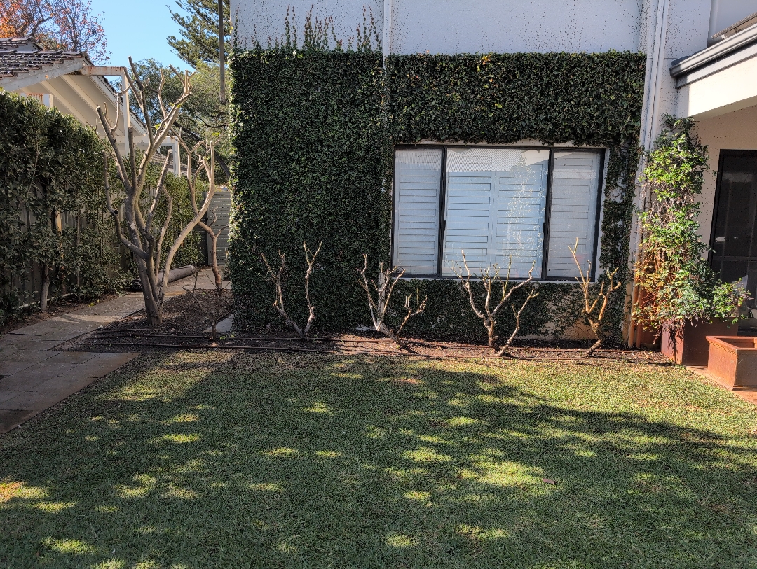 Professional hedge trimming service